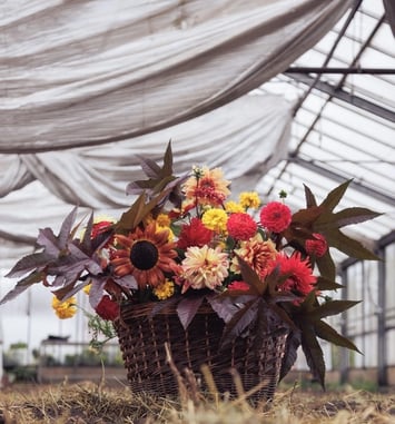 Découverte d'une ferme florale