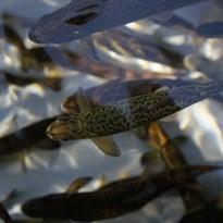 Visitez les coulisses d'une pisciculture