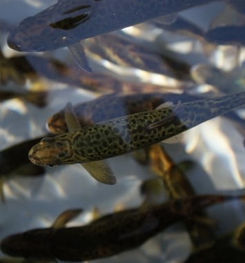 Visitez les coulisses d'une pisciculture