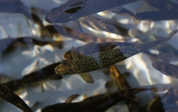 Visitez les coulisses d'une pisciculture