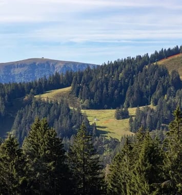 Sortie sur le terrain avec l'Office National des Forêts