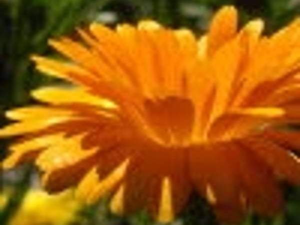 Des Plantes et des Hommes