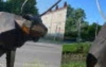 Festival Nature & Culture – Concert des Animaux