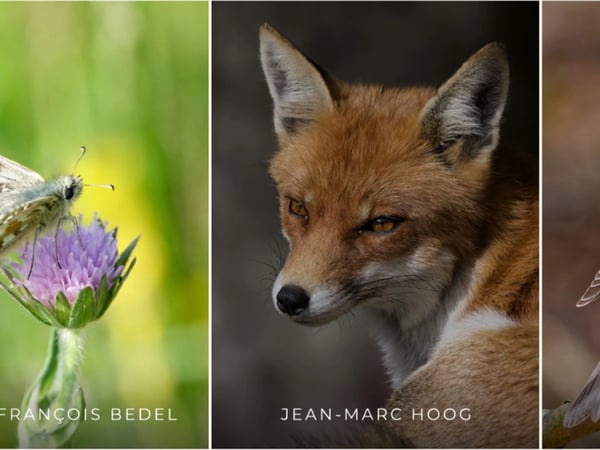 Exposition : 3 regards sur le vivant
