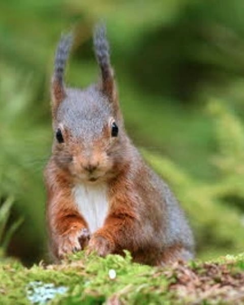 Quand la nature nous regarde